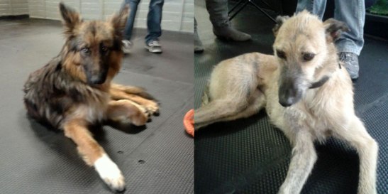Gorgeous young shepherd and sweet lurcher girl who both found new homes over the course of the Adoptathon.